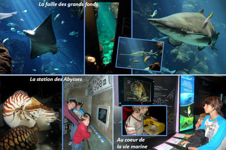 Blog_aquarium_4