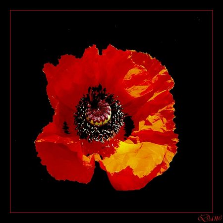 coquelicot