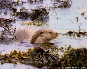 loutre_europe_d_3