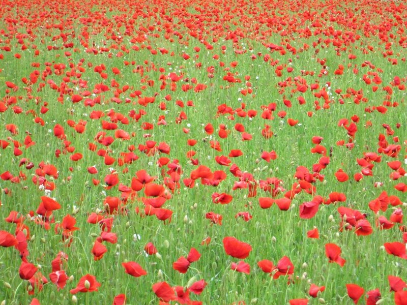 coquelicots 002