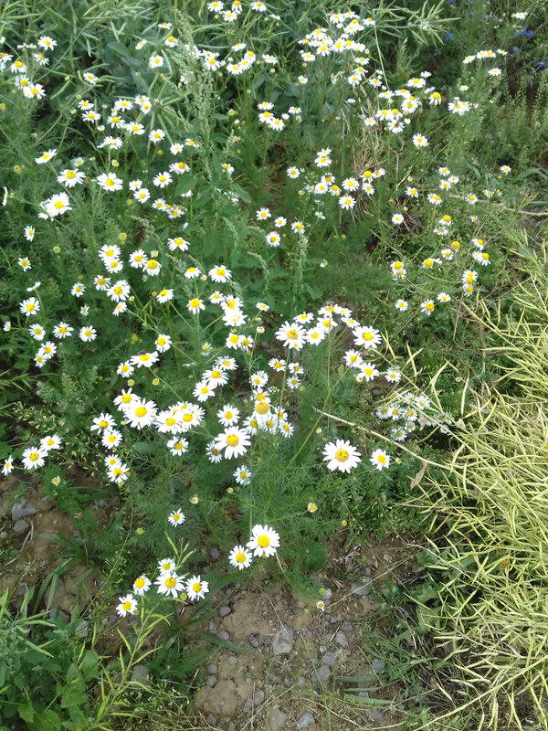 20180610_162226