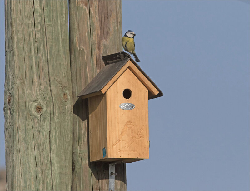 Oiseau mésange bleue nichoir 4 300321