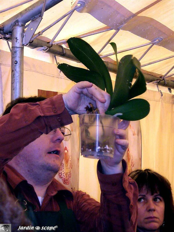 Atelier de conseils de culture, refloraison et rempotage d'Orchidées