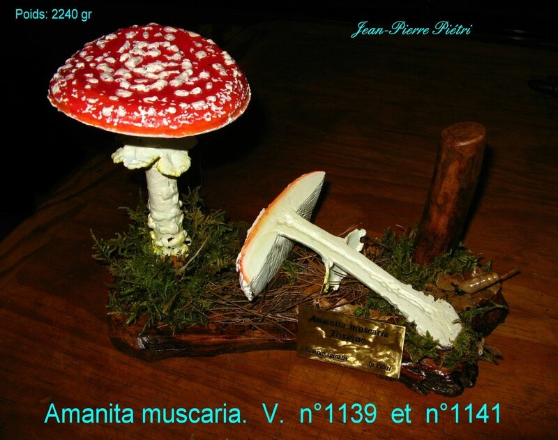 Amanita muscaria n° 1139 et n° 1141