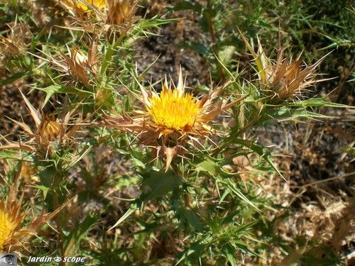 Chardons dorés • Carlina vulgaris