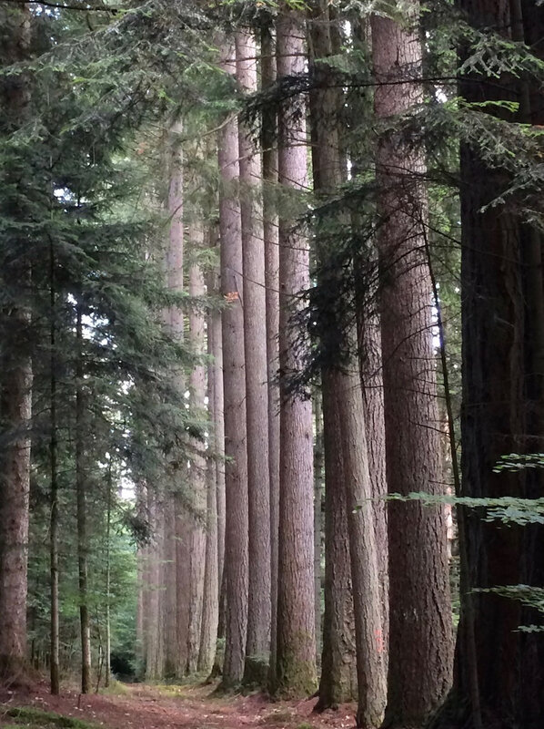 Arbres geants du Morvan - copie