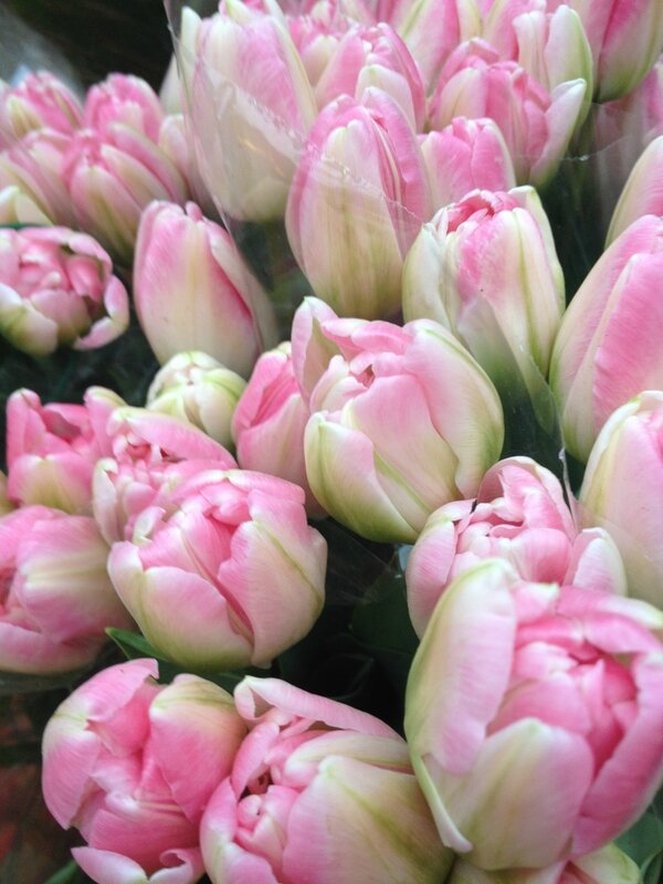 tulipe rose pale