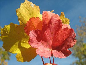 fleurs automne 2
