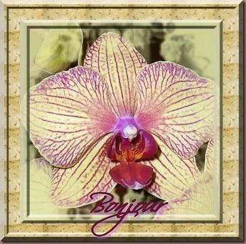 bonj orchidée