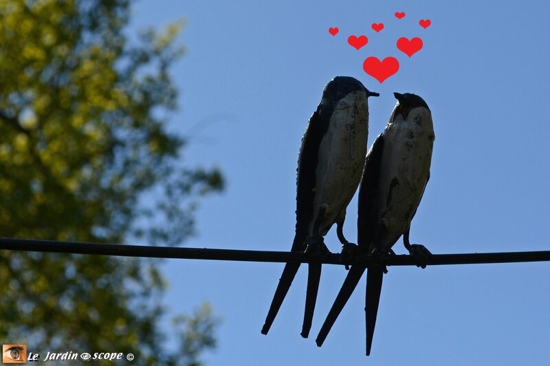 Oiseaux-amoureux