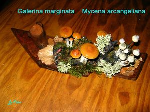 Galerina marginata n° 891, Mycena arcangeliana n°890