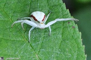 Araignée crabe - Misumena vatia