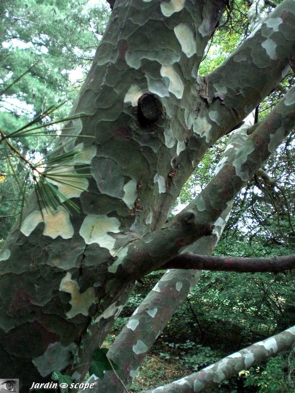 Pin Napoléon • Pinus bungeana • Famille des Pinaceae