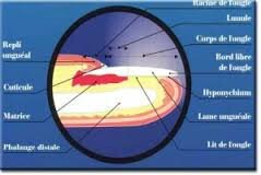 schema de l'ongle