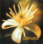 Clematis