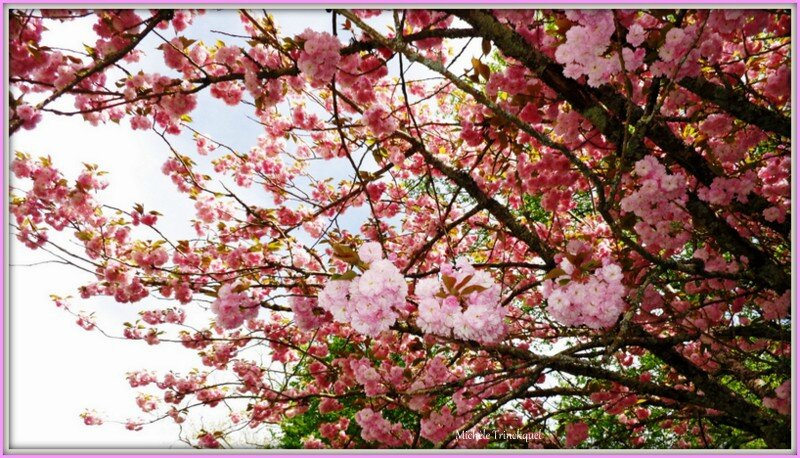 Cerisier fleurs 2104152