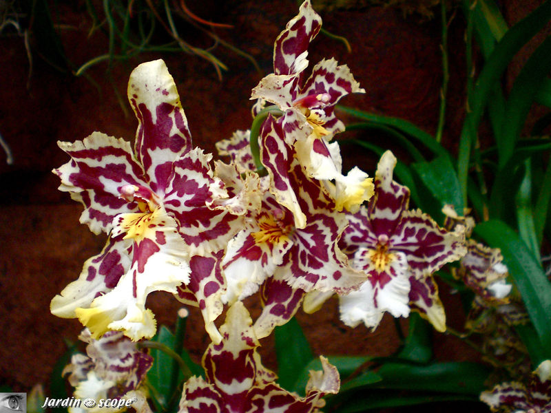 Exposition d'Orchidées 2009