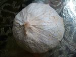 pamplemousse_2