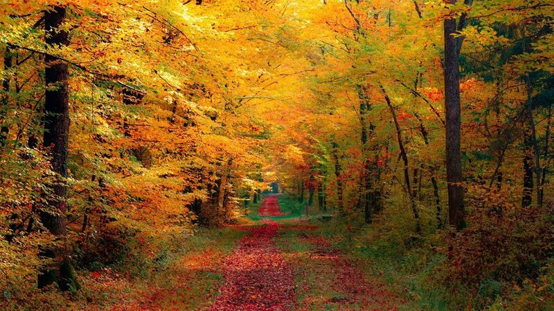path-thru-a-forest-in-autumn_p