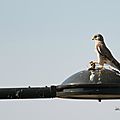 Faucon Crécerelle (Falco tinnunculus) en chasse