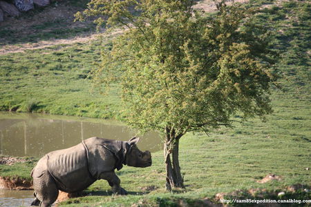 Rhinoc_ros_indien