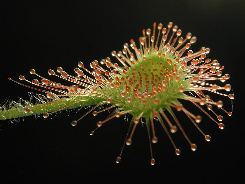 800px-Drosera_rotundifolia_leaf1