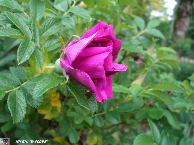 Rosier botanique au Parc d'Apremont (18)