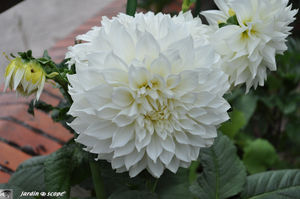 Dahlia_blanc