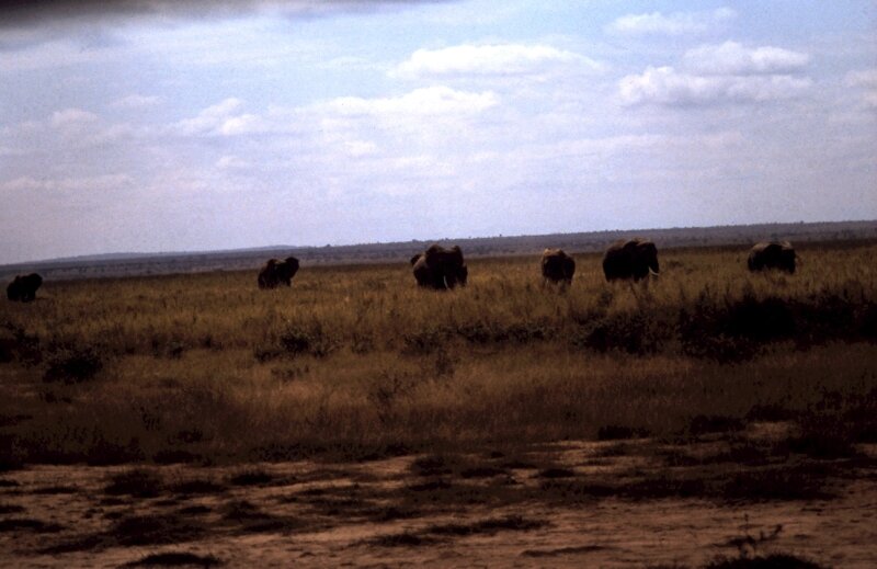 amboseli elephant dd