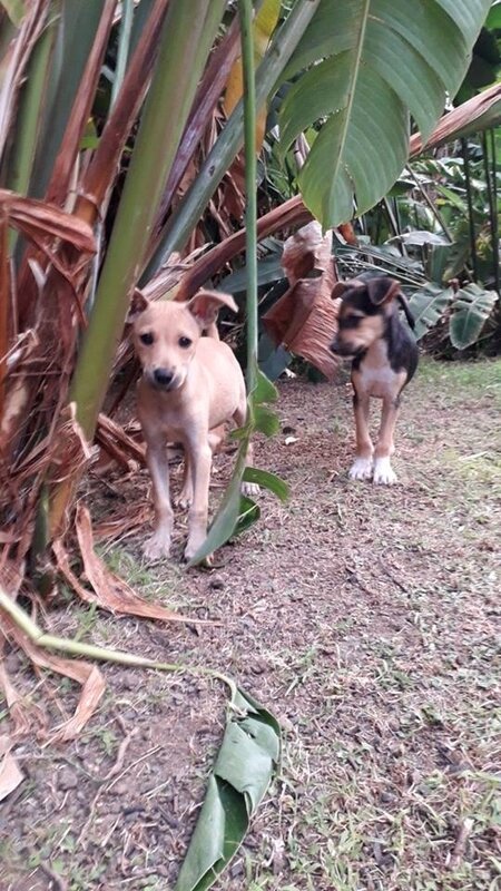 3 chiots squelettiques Bananeraie Bouillante 3