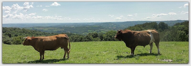 05 08 008 vaches et taureau d'Aubrac (4)1