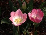 Tulipes_zoom