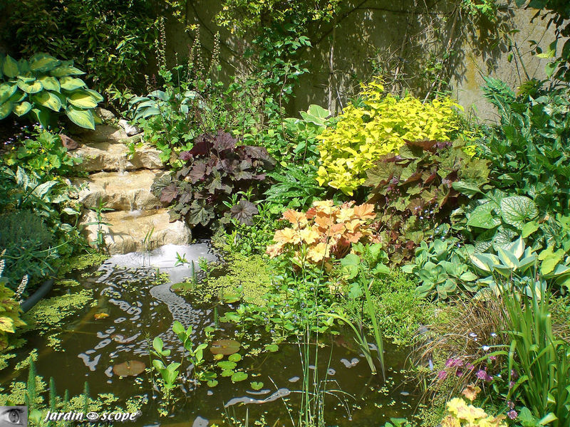 Le jardin d'eau d'André, près de la maison.