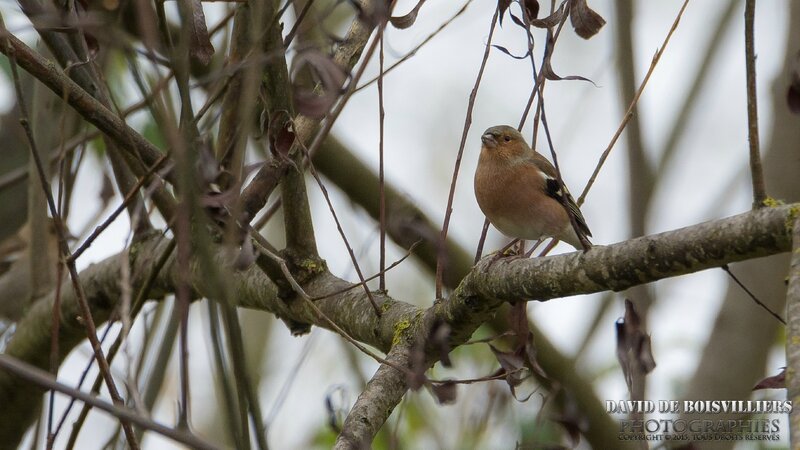 Pinson des Arbres (Fringilla Coelebs)