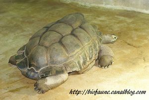 TORTUES DES SEYCHELLES 01
