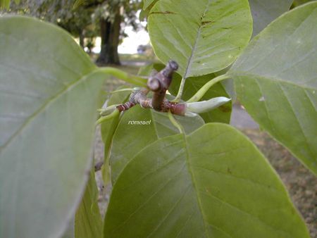 Magnolia_acuminata__2_