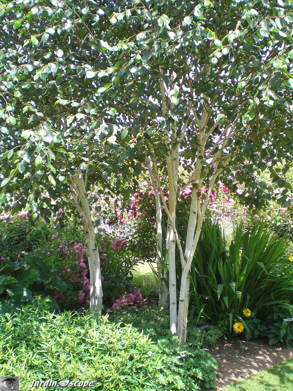 La roseraie en juin 2009