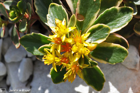 Sedum kamtschaticum variegatum
