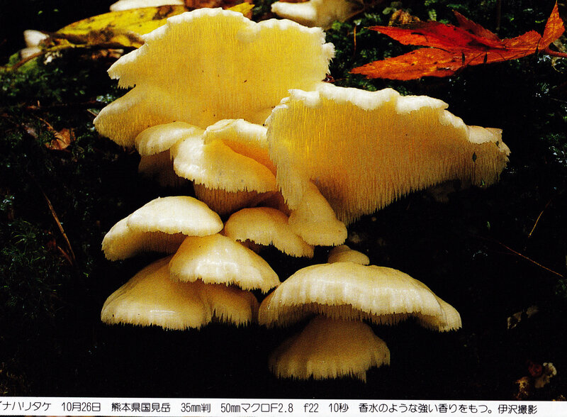 Mycoleptodonoides aitchisonii_IOH 437 Izawa
