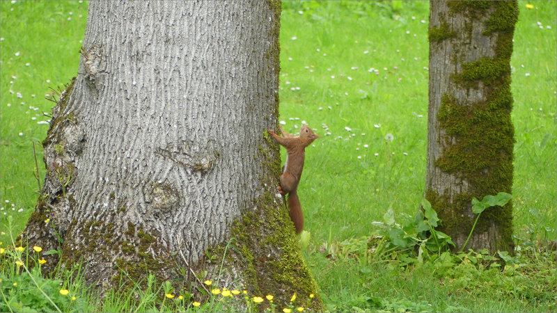 Ecureuil arbres 260423 1