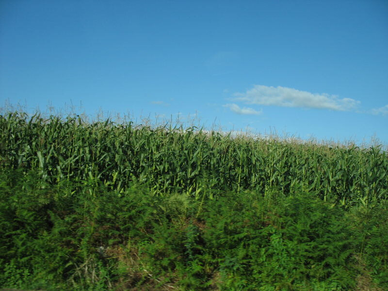 Landes, champs de maïs (40)