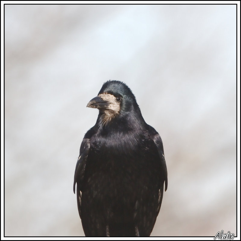 maître corbeau (freux), sur un arbre perché... ne tenait pas en son bec un morceau de cheddar...