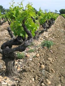 vigne-galets-chateauneuf