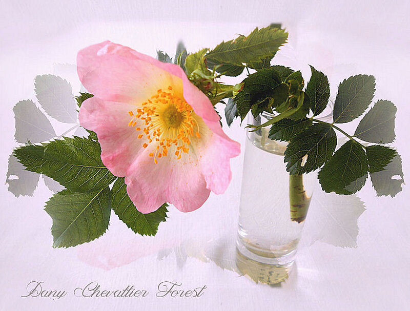 eglantine
