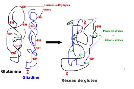 formation_du_gluten_1