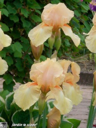 Iris ‘Haviland’ 1