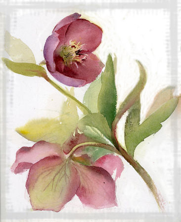 hellebore_aquarelle