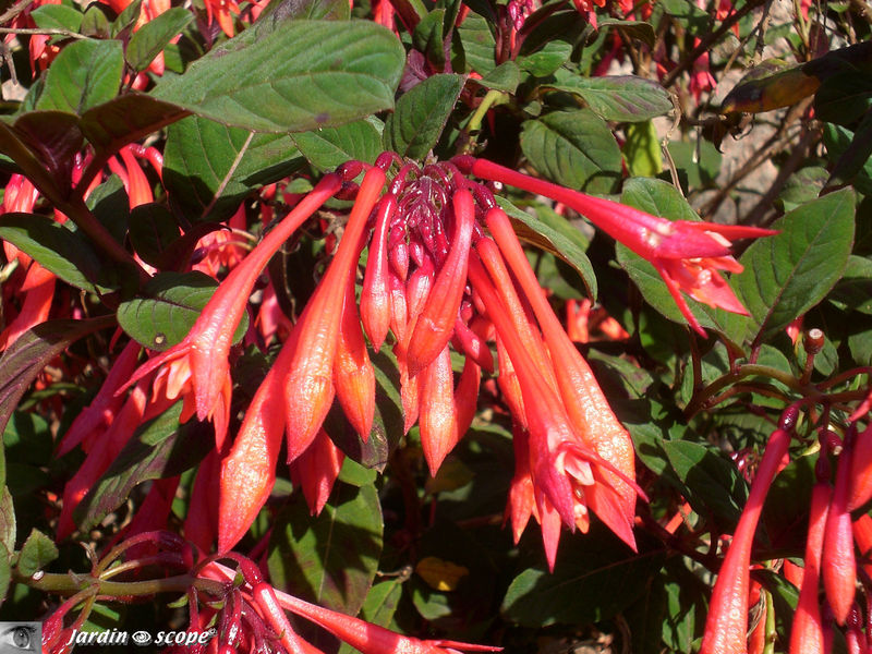 Fuchsia boliviana - Fuchsia géant • Onagraceae