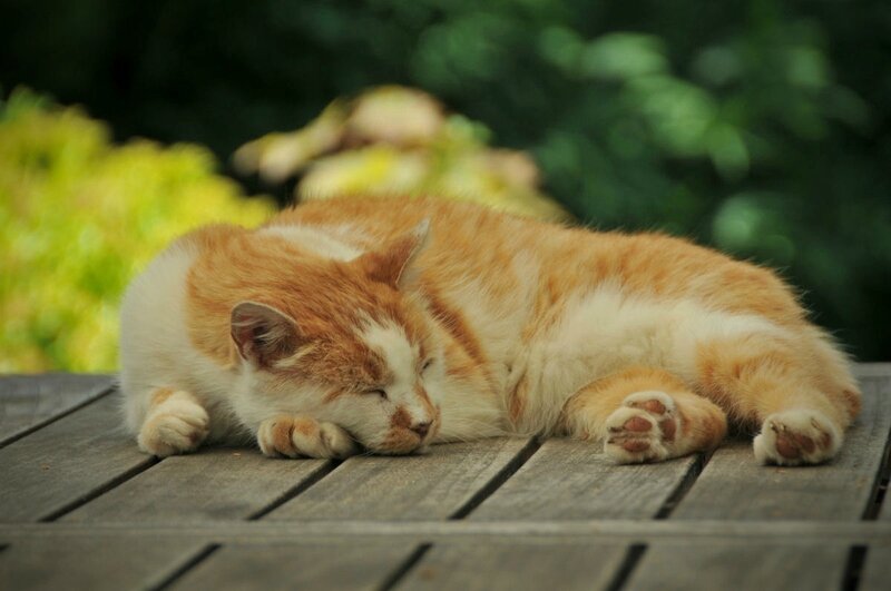 Garf3