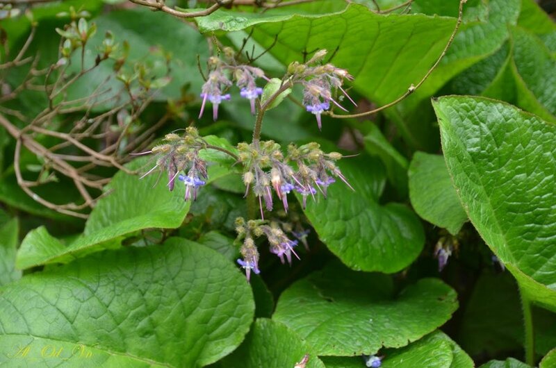 079VAL_1196-Bourrache du Caucase-Trachystemon orientalis